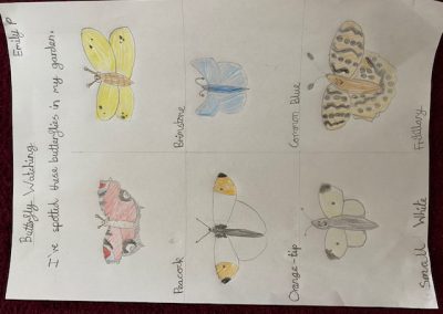 Emily P Butterflies